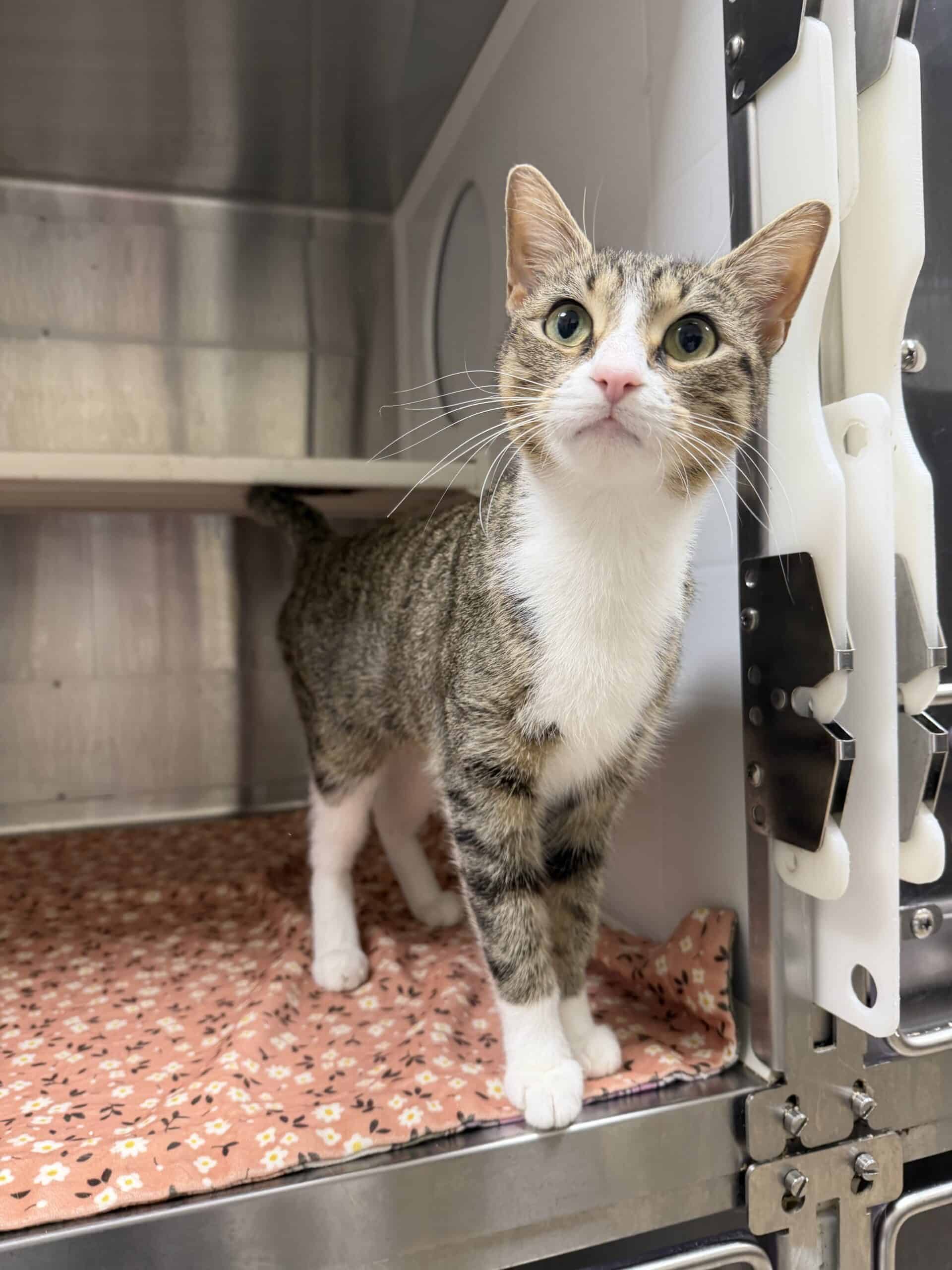 Prada - Domestic Short Hair available for adoption