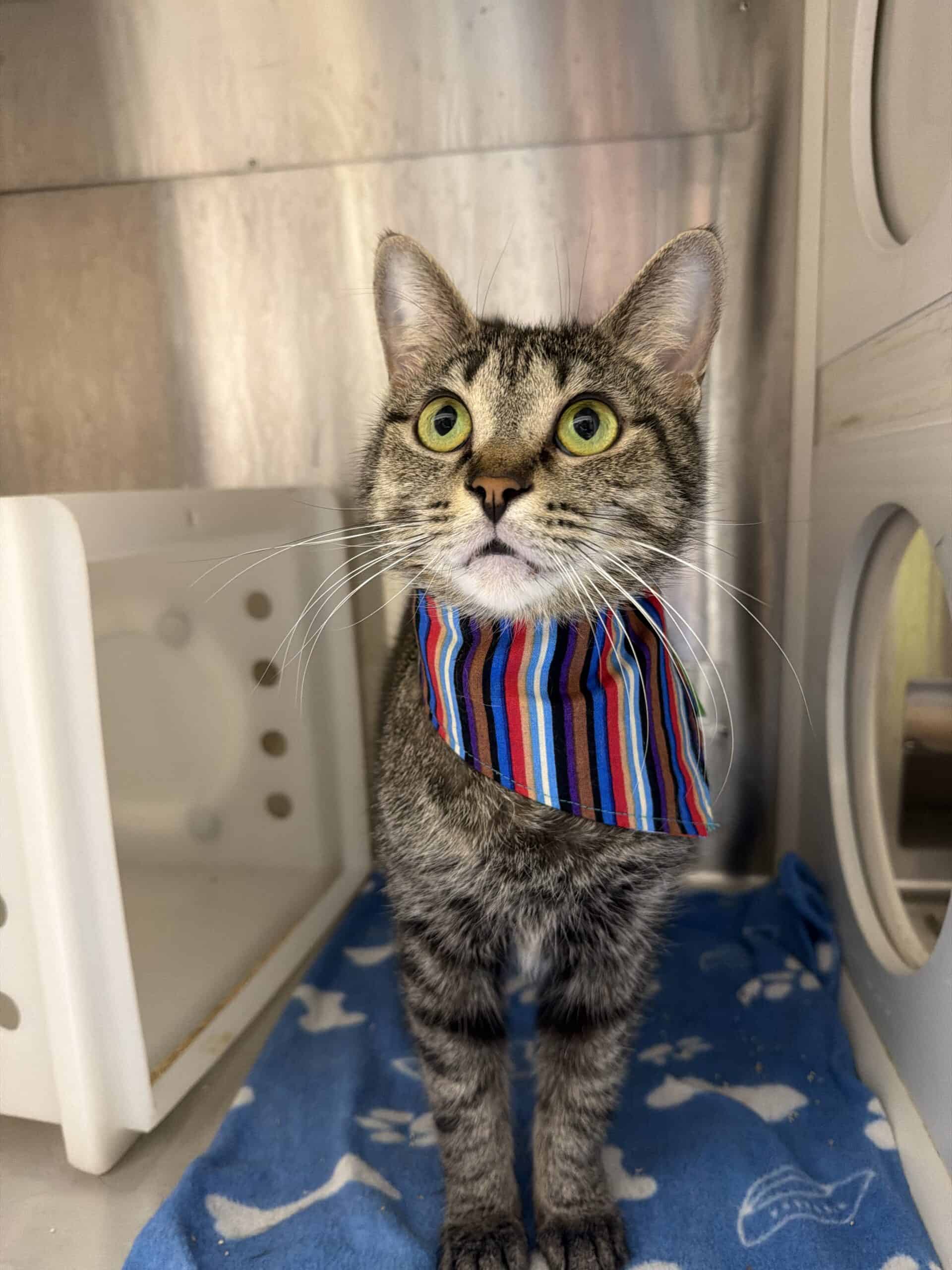 Ninja - Domestic Short Hair cat available for adoption at Proanima in Boucherville