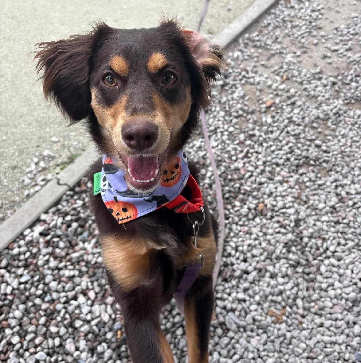 Noisette - Mixed Breed available for adoption