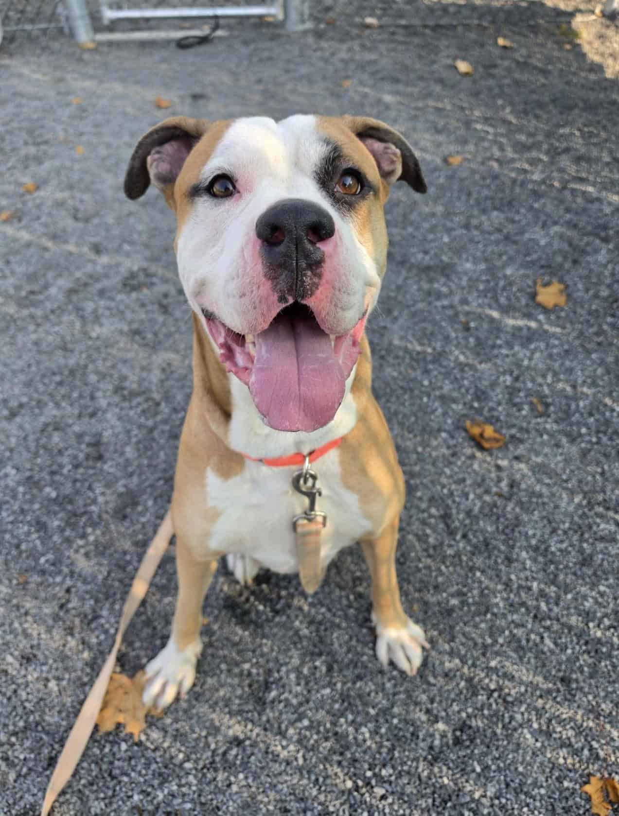 Mylo - Boxer Mix available for adoption at Proanima in Montreal