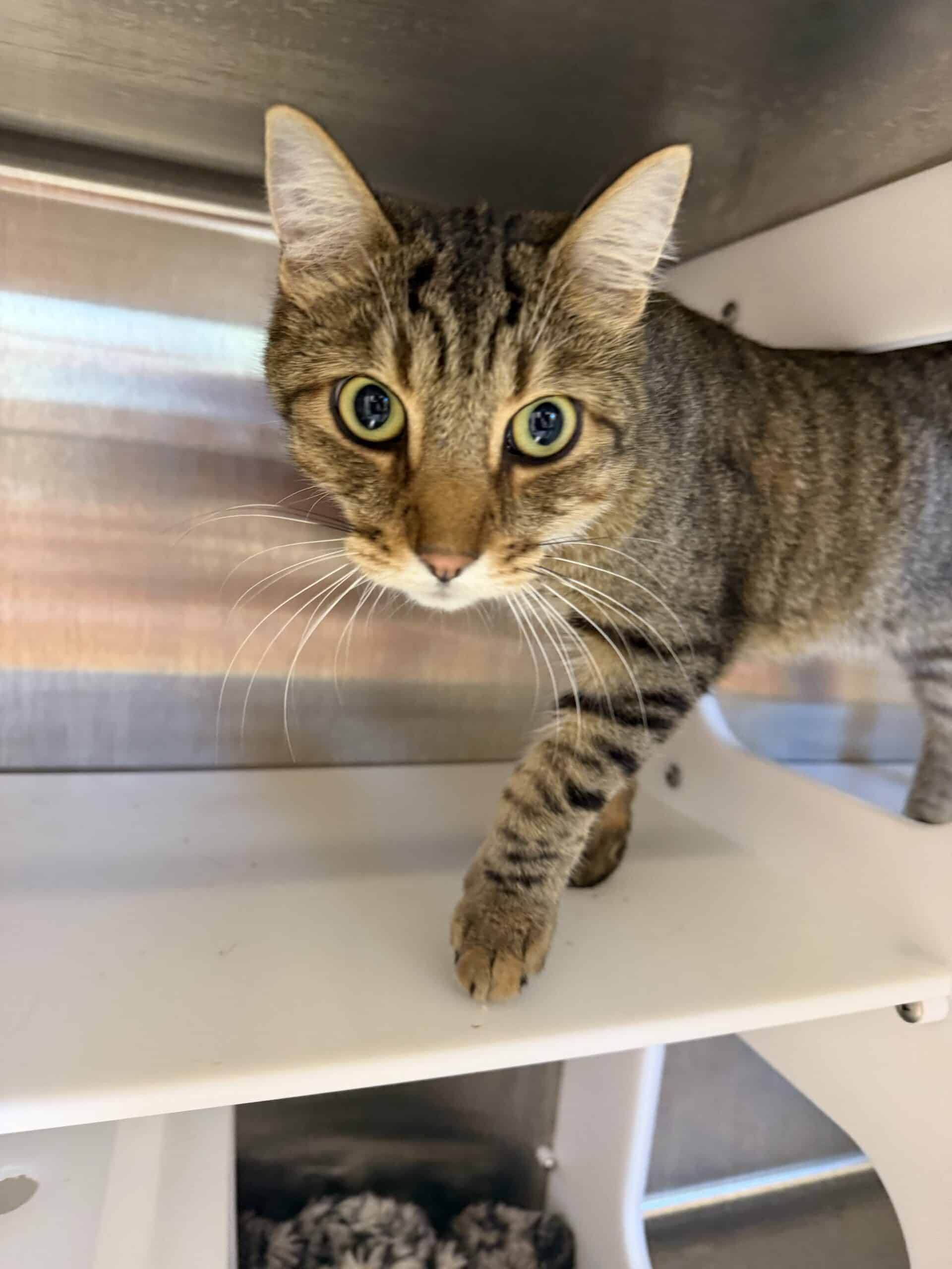 Sombrero - Tabby available for adoption