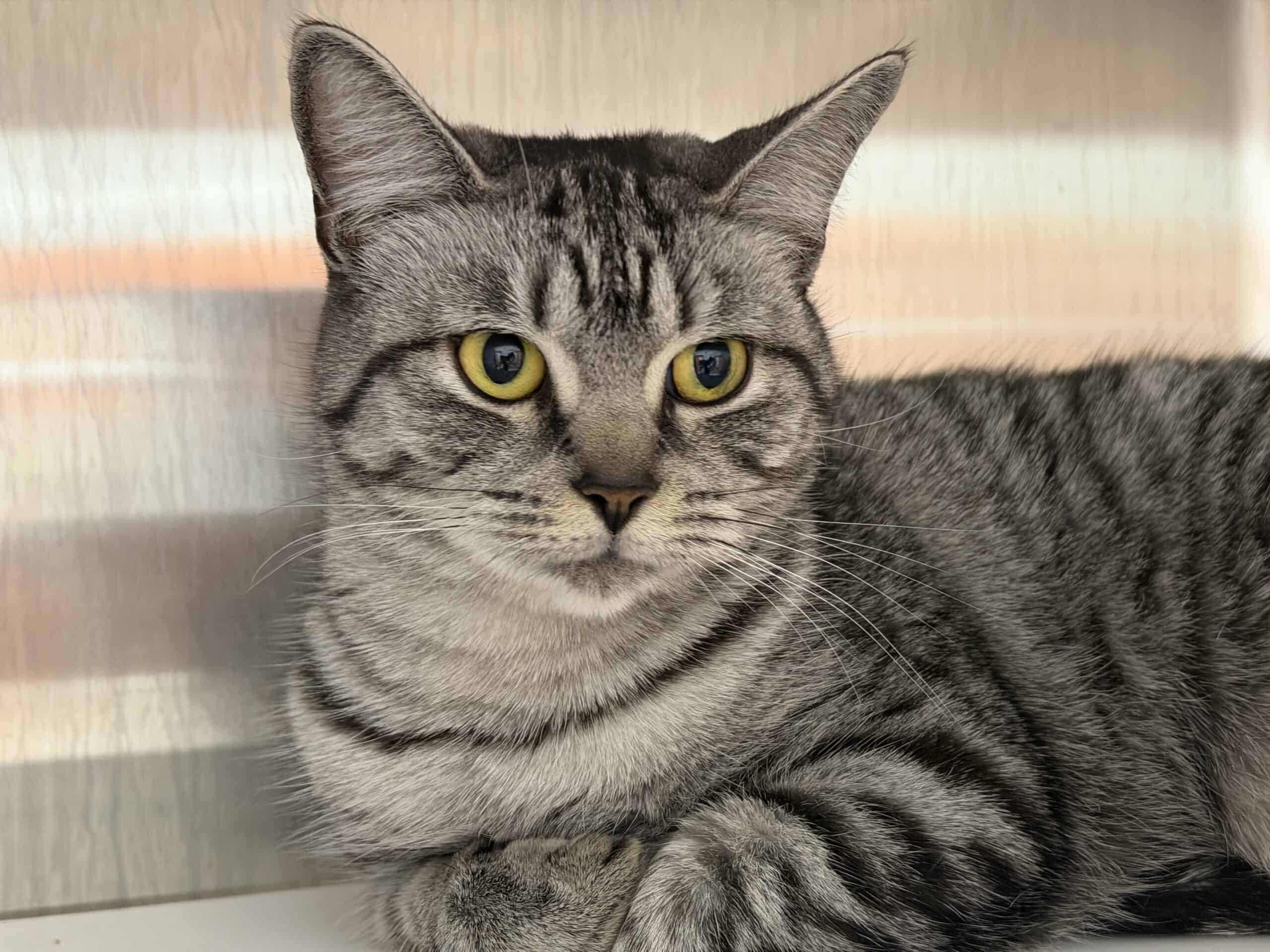 Robin - Tabby cat available for adoption at Proanima in Montreal