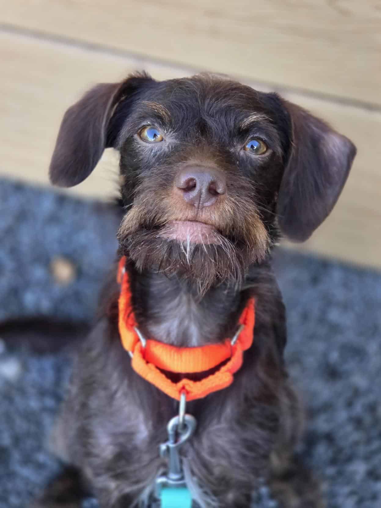 Yoko - Mixed Breed available for adoption at Proanima in Montreal