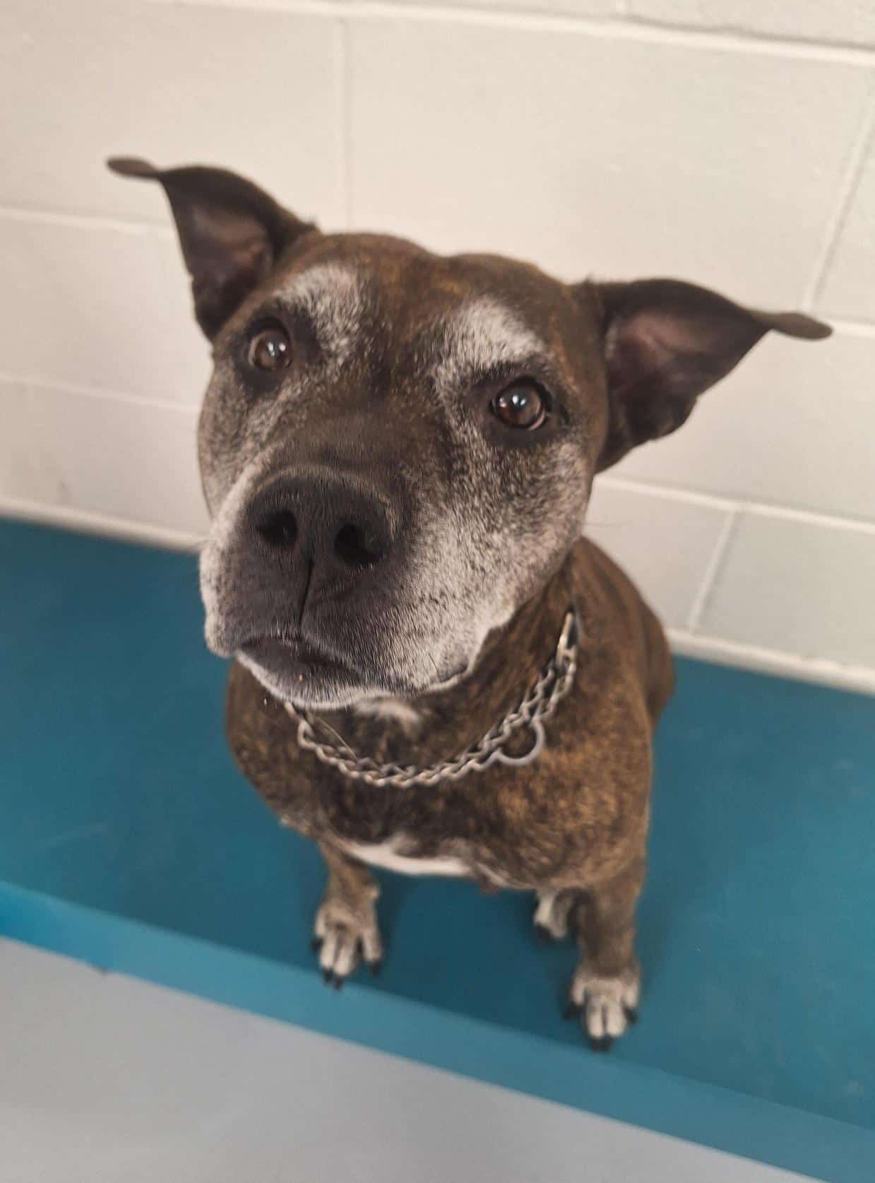 Indigo - Adorable Boxer available for adoption at Proanima in Montreal