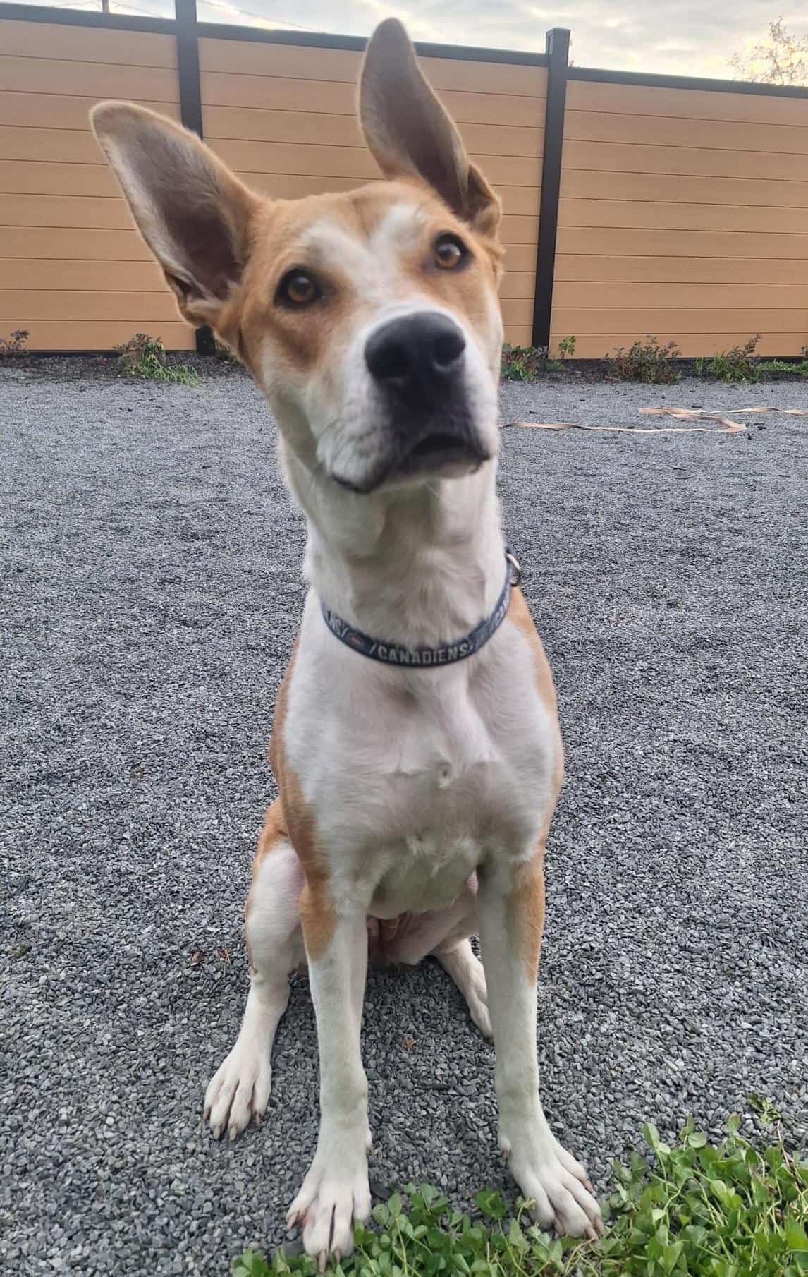 Astra - Mixed Breed available for adoption at Proanima in Montreal