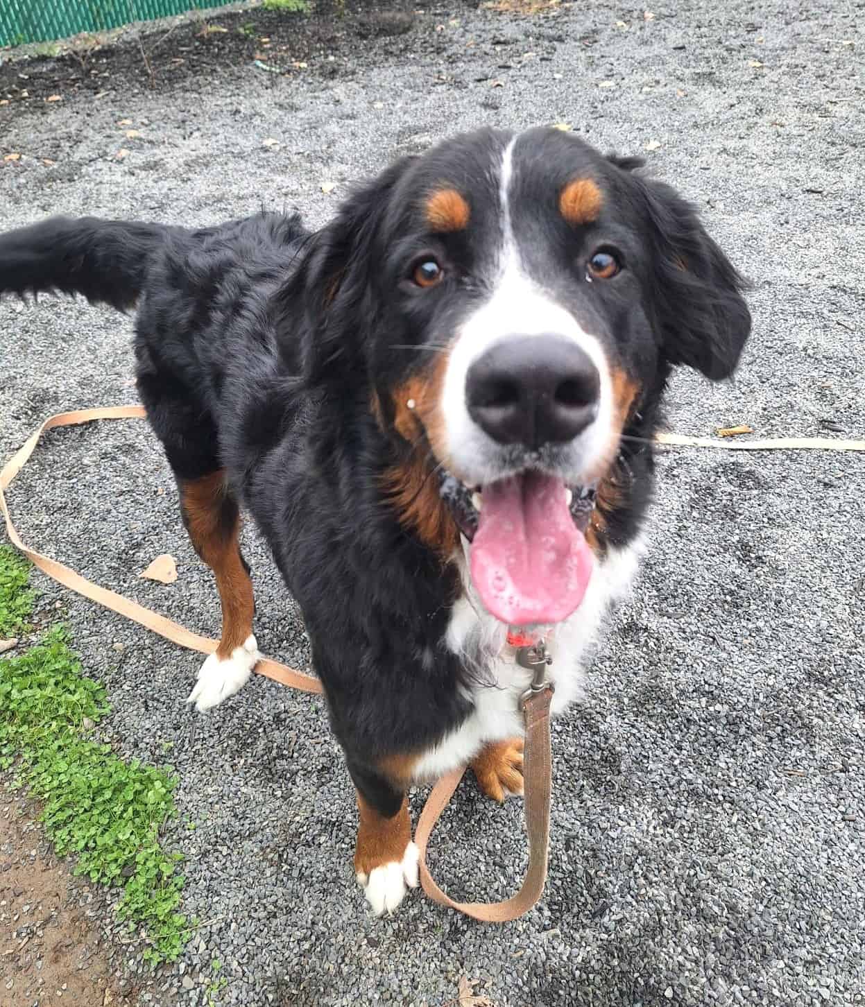 Pablo - Bernese Mountain Dog available for adoption at Proanima in Montreal