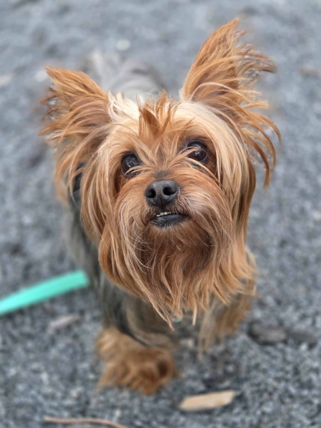 Gaelle - Mixed Breed available for adoption at Proanima in Montreal