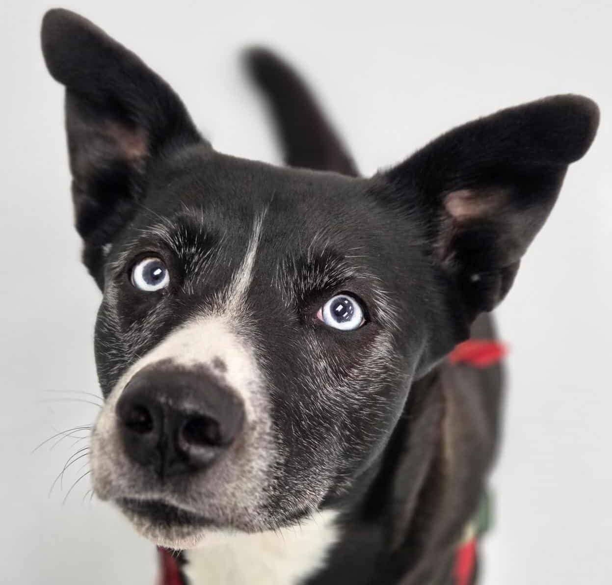 Echo - Mixed Breed available for adoption at Proanima in Montreal
