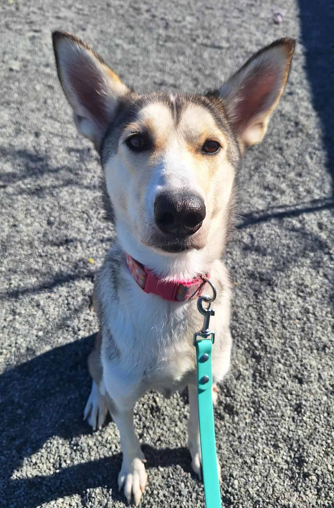 Roxy - Mixed Breed available for adoption