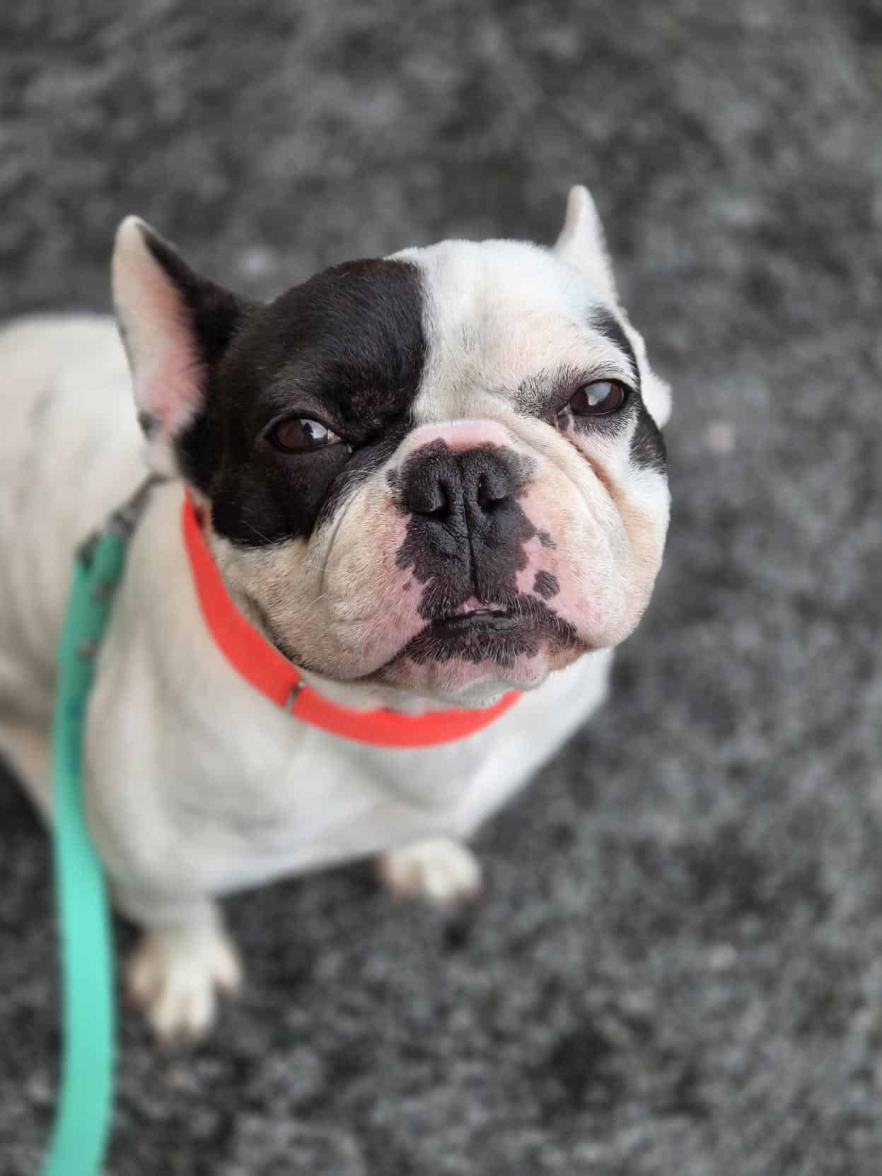 Louna - Mixed Breed available for adoption at Proanima in Montreal