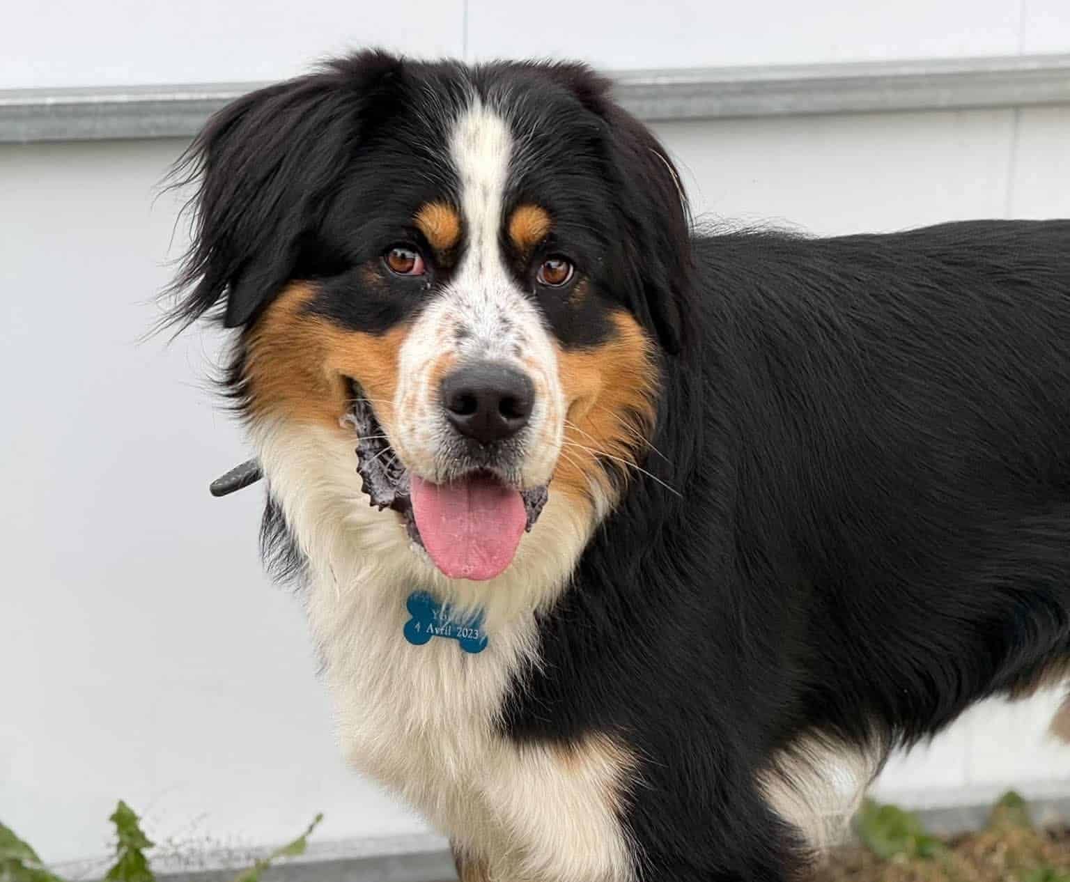 Yougi - Australian Shepherd Mix available for adoption at Proanima in Boucherville