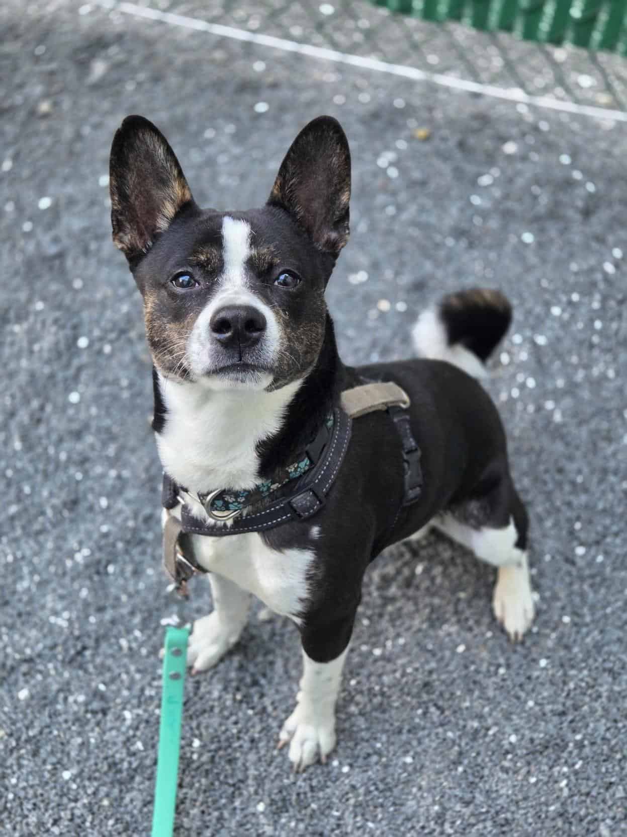 Kimo - Mixed Breed available for adoption at Proanima in Montreal