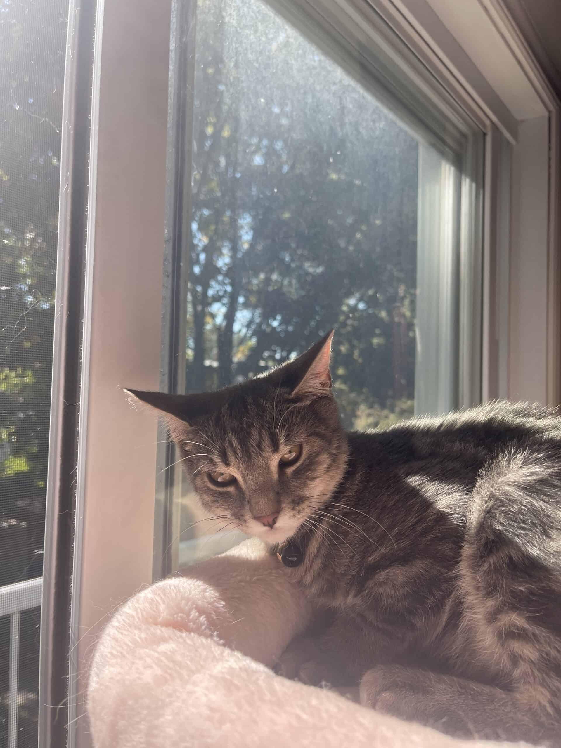 Spiderman - Domestic Short Hair cat available for adoption at Proanima in Boucherville