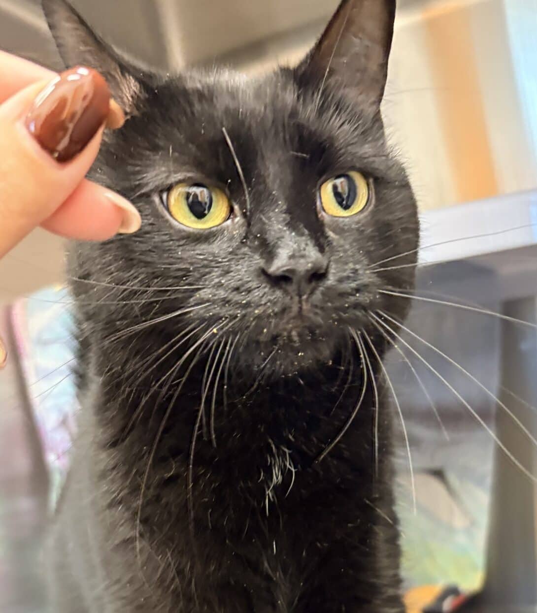 Nébuleuse - Domestic Short Hair cat available for adoption at Proanima in Boucherville