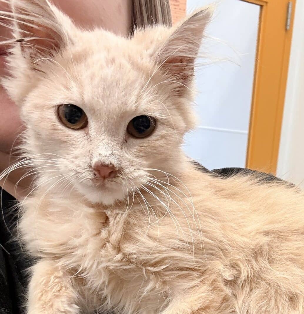 Piastri - Domestic Short Hair available for adoption