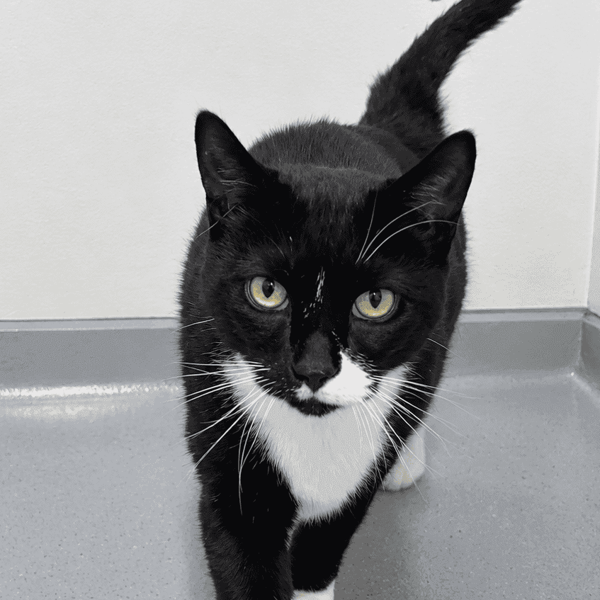 Titou Monster - Domestic Short Hair available for adoption