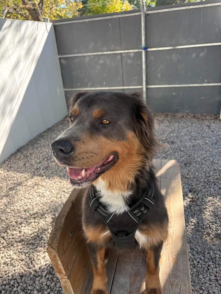 Nola - Australian Shepherd Mix available for adoption at Proanima in Boucherville