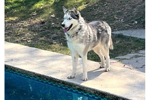 Zander - Husky available for adoption at Rocky Mountain Animal Rescue in Calgary (1 of 3)