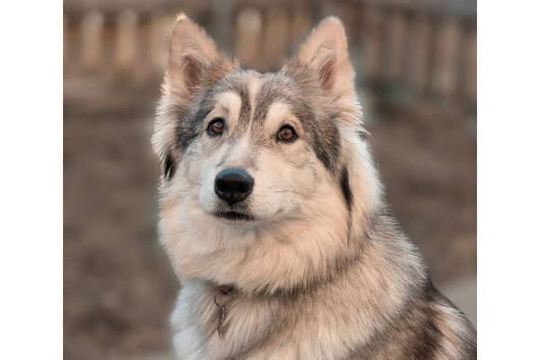 Floof - Collie / Husky mix available for adoption at Rocky Mountain Animal Rescue in Calgary (1 of 3)