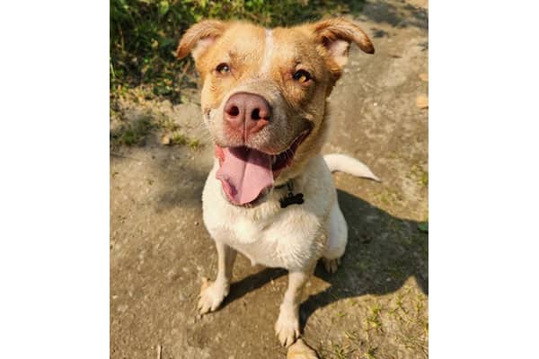 Willow - Mixed Breed available for adoption at Rocky Mountain Animal Rescue in Calgary (1 of 4)