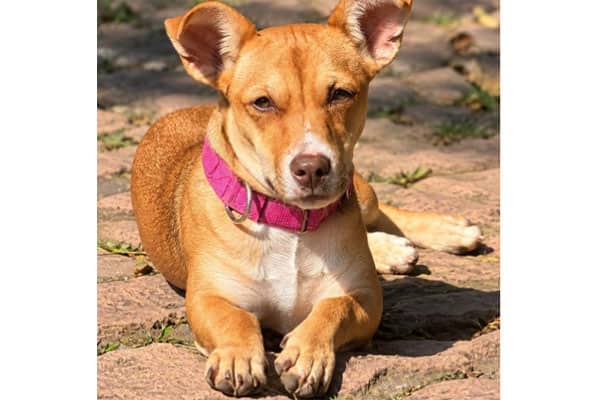 Mila - Chihuahua/Dachshund available for adoption at Rocky Mountain Animal Rescue in Calgary (1 of 2)