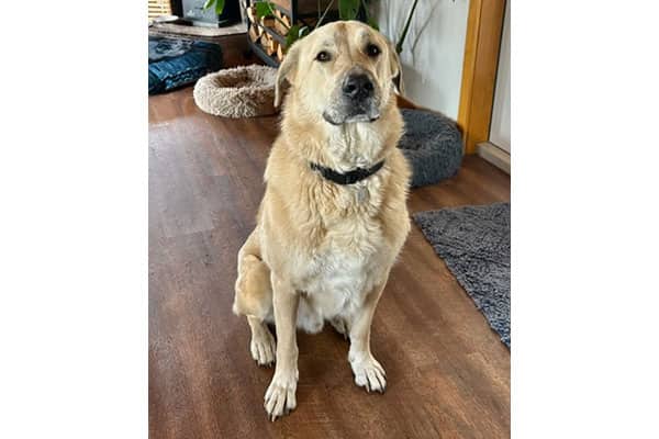 Rocky - Anatolian Shepherd mix available for adoption at Rocky Mountain Animal Rescue in Calgary (1 of 3)