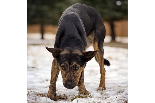 Sydney - Shepherd/Greyhound mix available for adoption at Rocky Mountain Animal Rescue in Calgary (1 of 3)