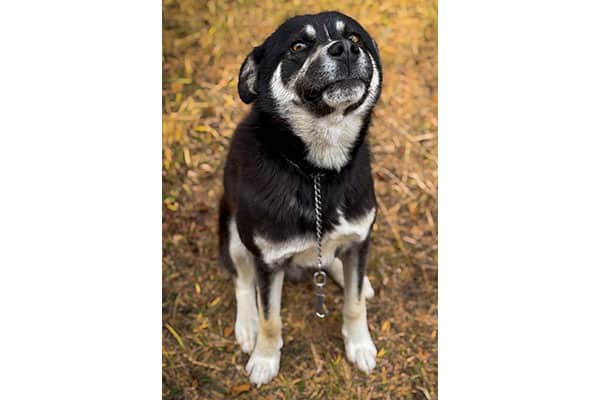 Teddy - Lab/Husky mix available for adoption at Rocky Mountain Animal Rescue in Calgary (1 of 4)
