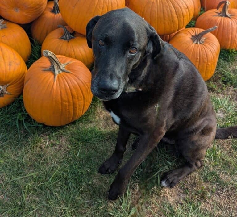 Deacon - Lab Mix available for adoption at Sit With Me Dog Rescue in Ottawa