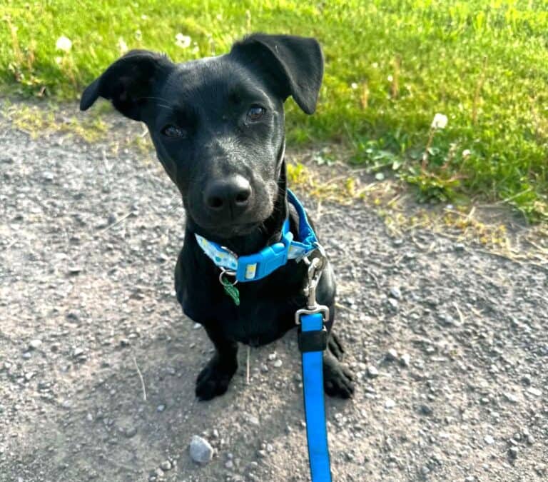 Kim - Mixed breed available for adoption in Calgary