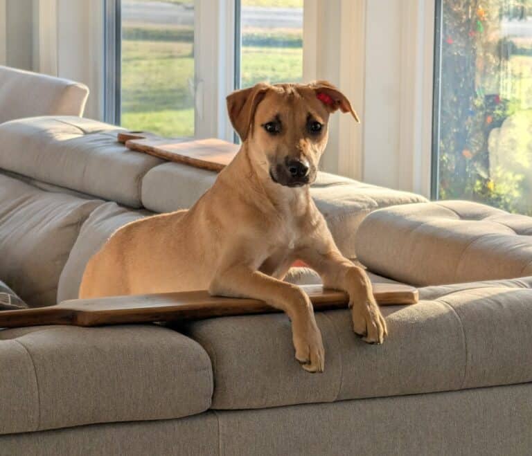 Travis - Mixed breed available for adoption