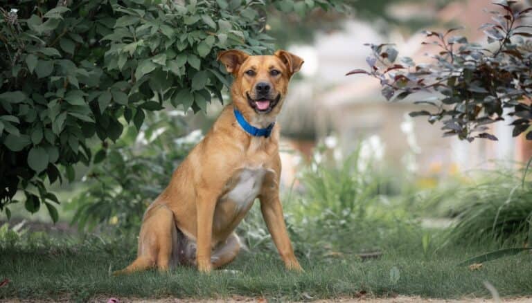 Honey Bee - Mix Breed available for adoption at Sit With Me Dog Rescue in Ottawa