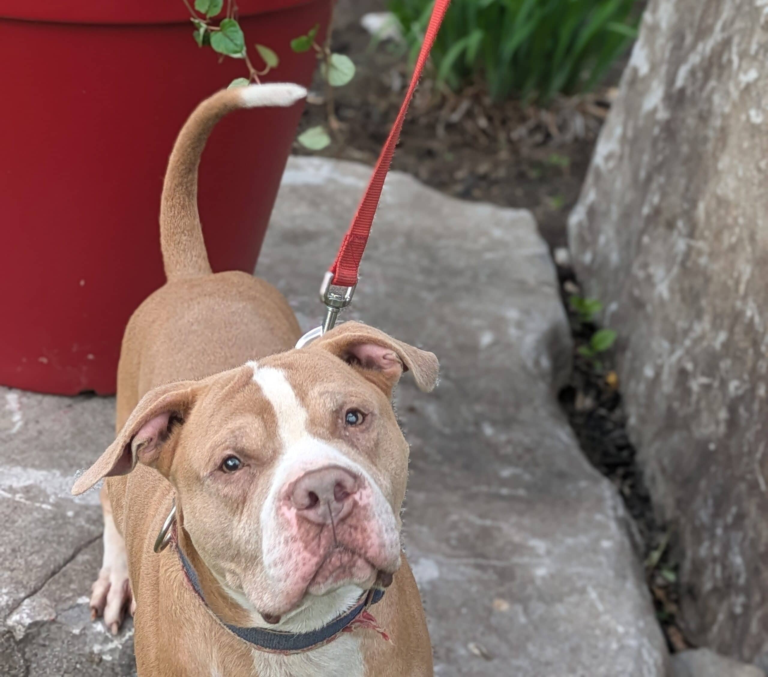 Happy Feet - Mixed breed available for adoption