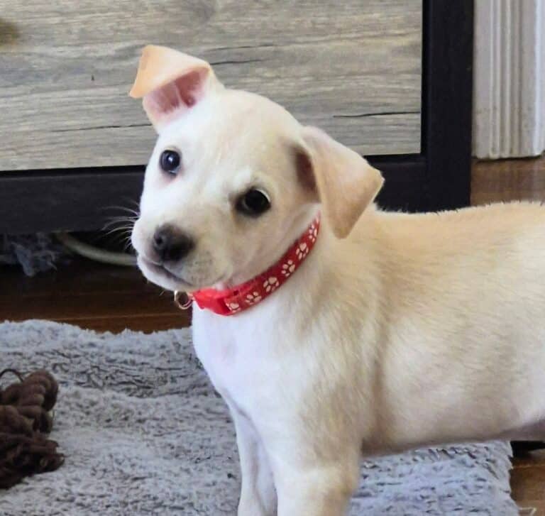 Sutra - Mix Breed available for adoption