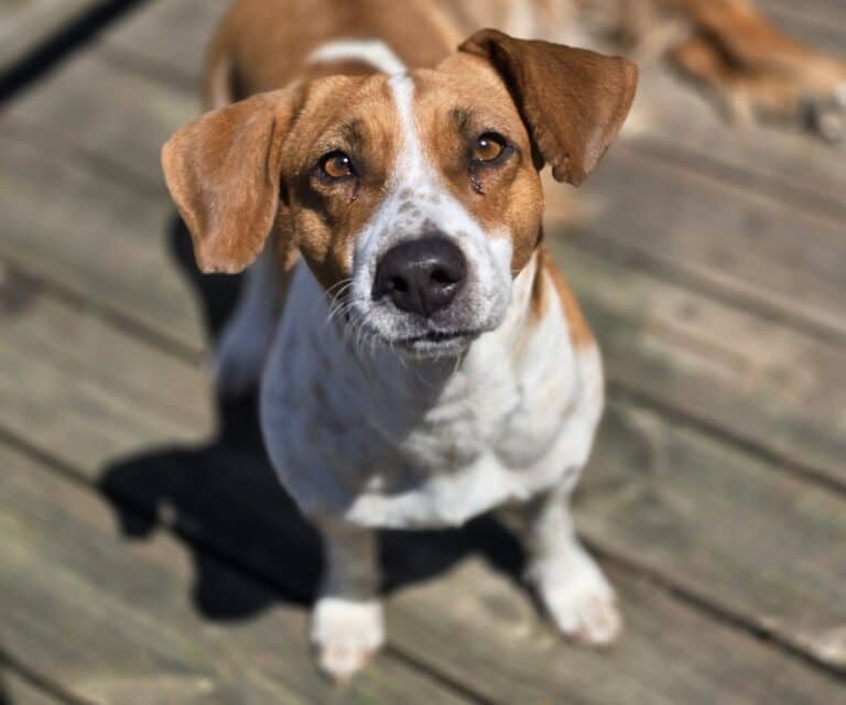 Leah - Mixed breed available for adoption at Sit With Me Dog Rescue in Ottawa