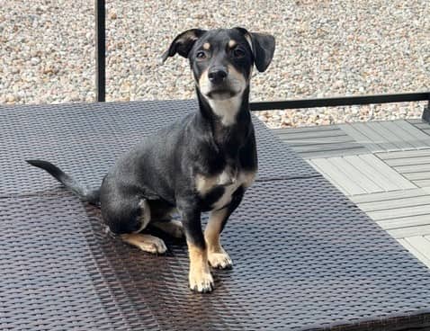 Gino - Mixed breed available for adoption