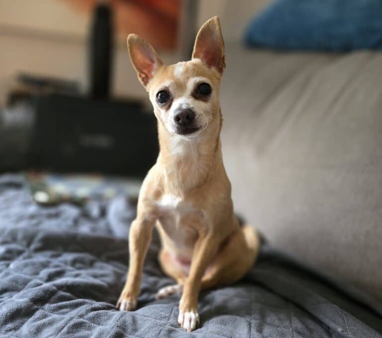 Lily Bug - Chihuahua available for adoption at Sit With Me Dog Rescue in Ottawa