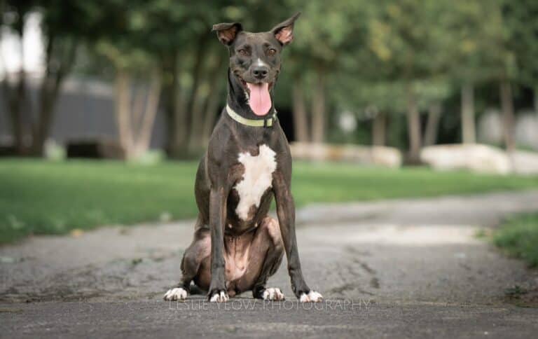 Yenna - Mixed breed available for adoption at Sit With Me Dog Rescue in Ottawa