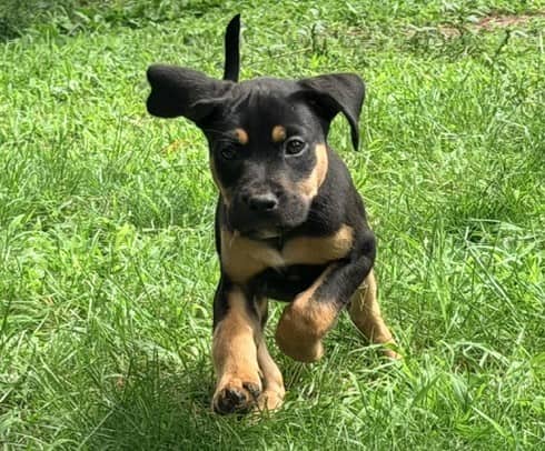 Cobb - Mixed breed (we do not know the breed of either parent) available for adoption at Sit With Me Dog Rescue in Ottawa