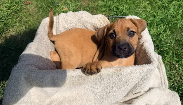 Berry - Mixed breed (we do not know the breed of either parent) available for adoption