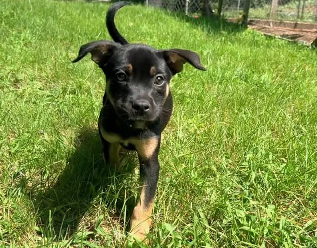 Rutabaga - Mixed breed (we do not know the breed of either parent) available for adoption at Sit With Me Dog Rescue in Ottawa