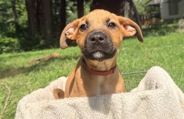 Bushel - Mixed breed (we do not know the breed of either parent) available for adoption