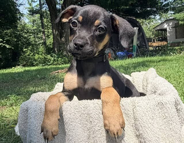 Basil - Mixed breed (we do not know the breed of either parent) available for adoption