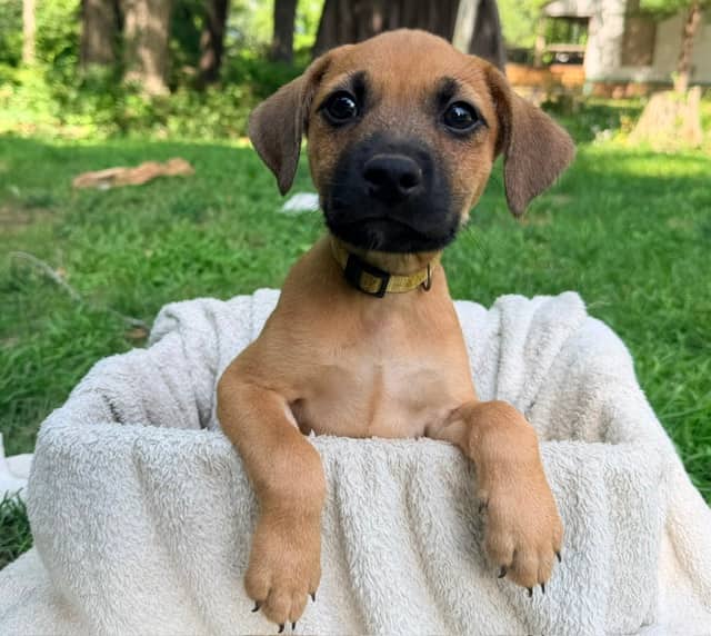 Scone - Mixed breed (we do not know the breed of either parent) available for adoption at Sit With Me Dog Rescue in Ottawa