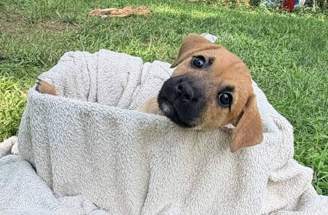 Buttertart - Mixed breed (we do not know the breed of either parent) available for adoption