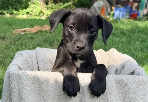 Dill - Mixed breed (we do not know the breed of either parent) available for adoption at Sit With Me Dog Rescue in Ottawa