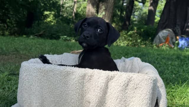 Dill - Mixed breed (we do not know the breed of either parent) available for adoption