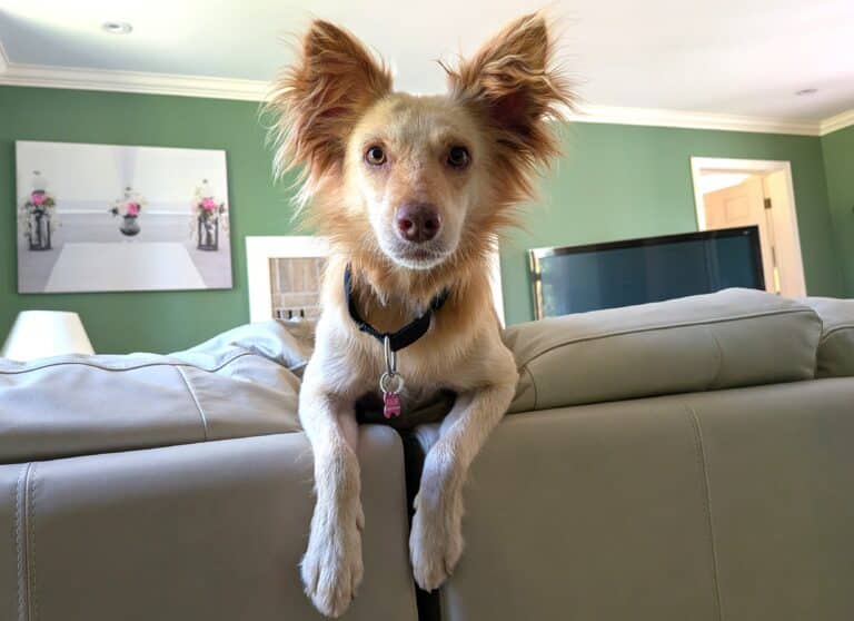 Rayden - Mixed breed available for adoption at Sit With Me Dog Rescue in Ottawa
