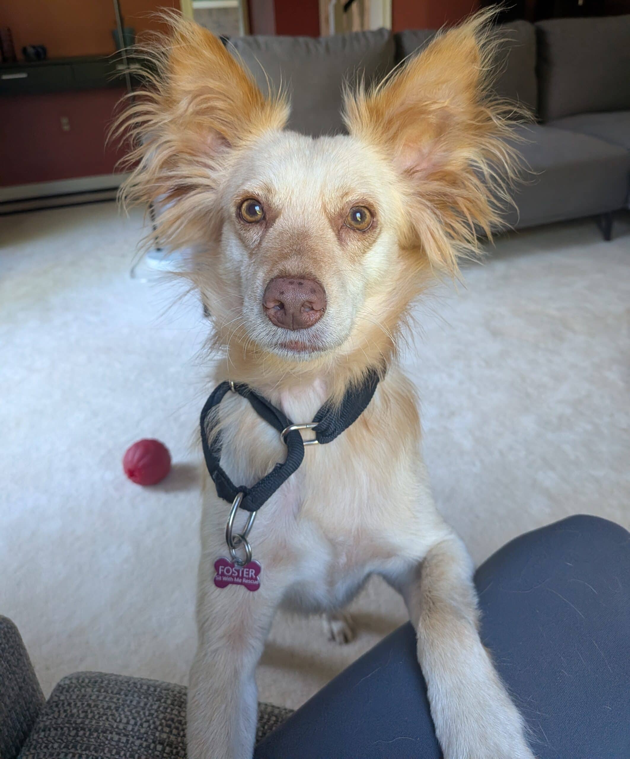 Rayden - Mixed breed available for adoption at Sit With Me Dog Rescue in Ottawa