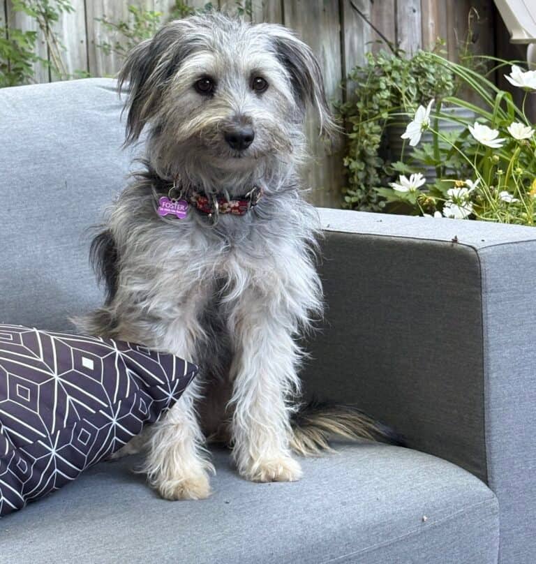 Lydia - Mix Breed available for adoption at Sit With Me Dog Rescue in Ottawa